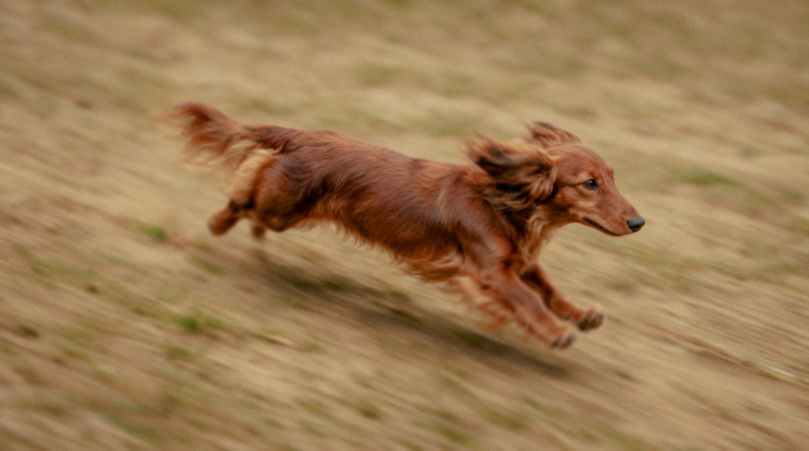 A long-haired dachshund running at full stretch across a field